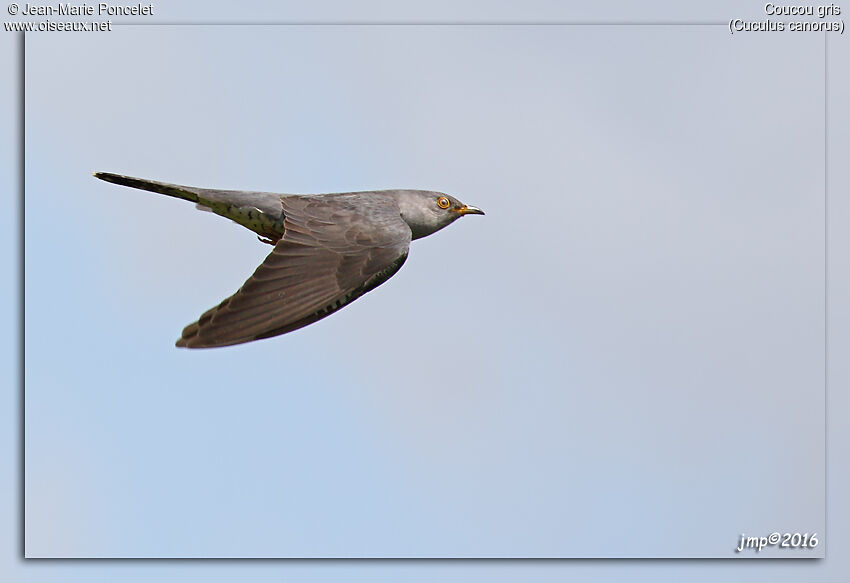 Common Cuckoo