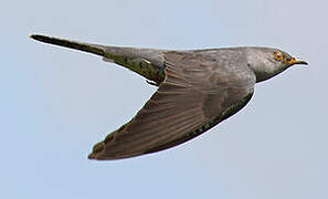 Common Cuckoo