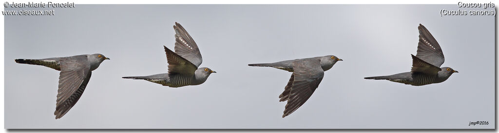 Common Cuckoo