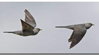 Common Cuckoo