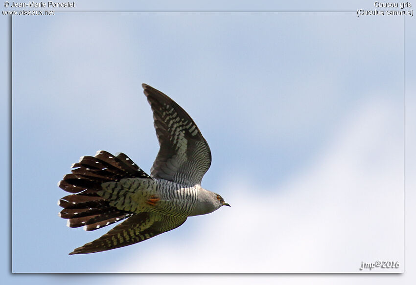 Common Cuckoo