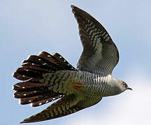 Common Cuckoo