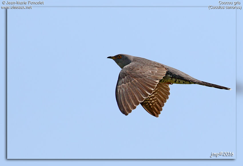 Common Cuckoo