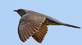 Common Cuckoo