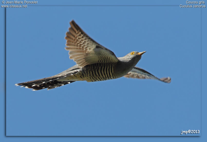 Common Cuckoo