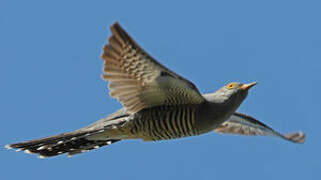 Common Cuckoo