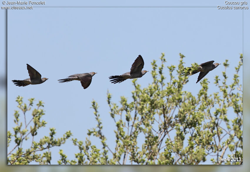 Common Cuckoo