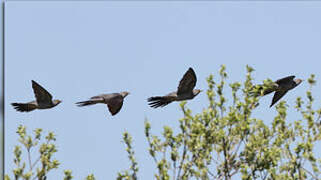 Common Cuckoo