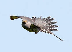 Common Cuckoo