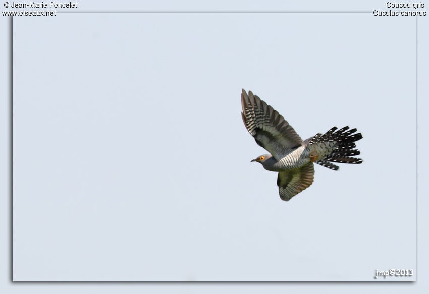 Common Cuckoo