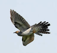 Common Cuckoo