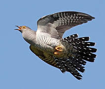 Common Cuckoo