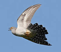 Common Cuckoo