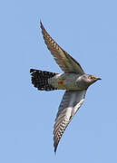 Common Cuckoo