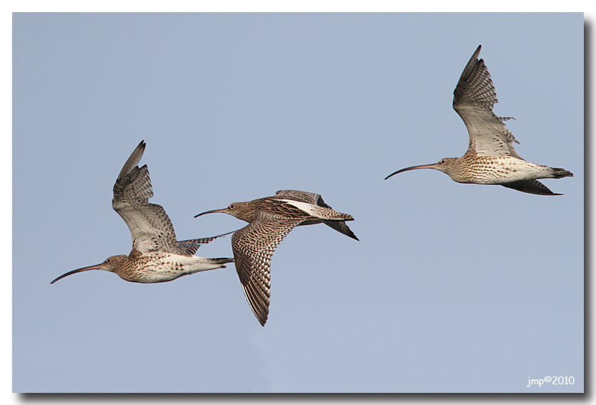 Eurasian Curlew