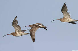 Eurasian Curlew