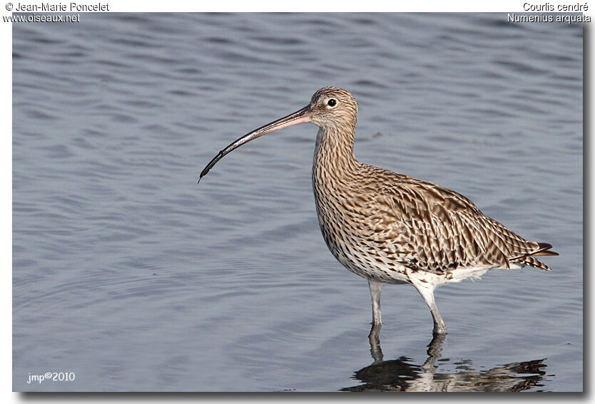 Eurasian Curlew