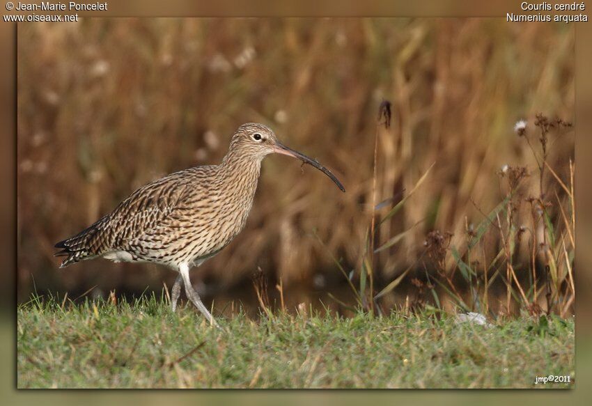 Eurasian Curlew