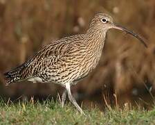 Eurasian Curlew