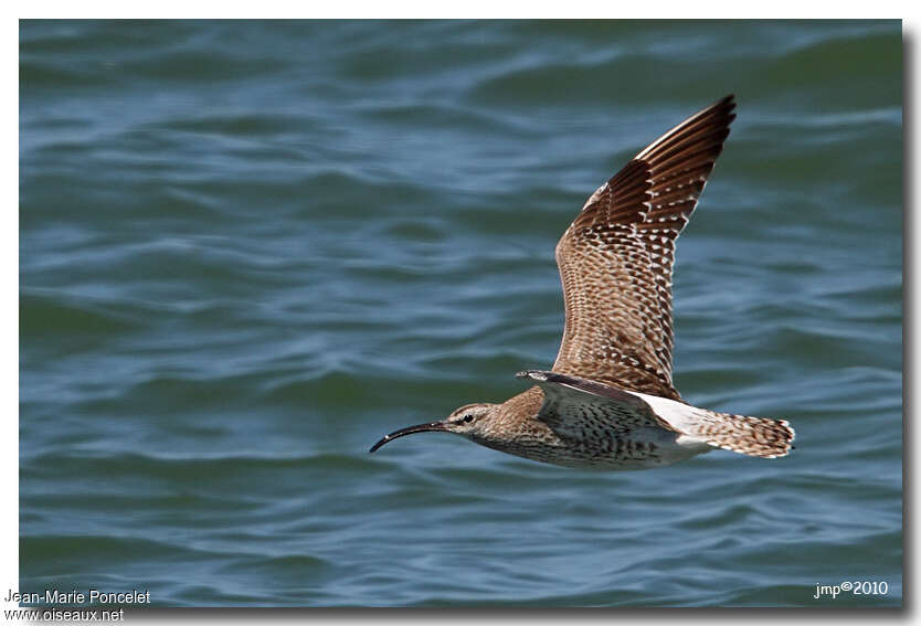 Whimbrel, Flight