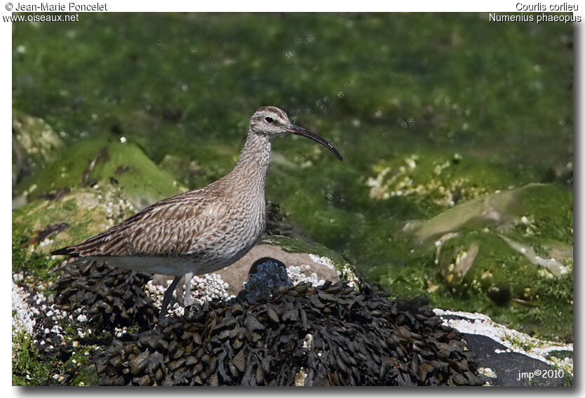 Eurasian Whimbrel