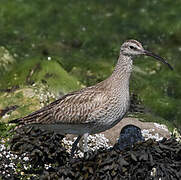 Whimbrel