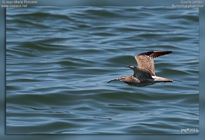 Eurasian Whimbrel