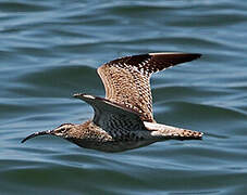 Eurasian Whimbrel