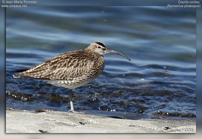 Whimbrel