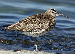 Eurasian Whimbrel