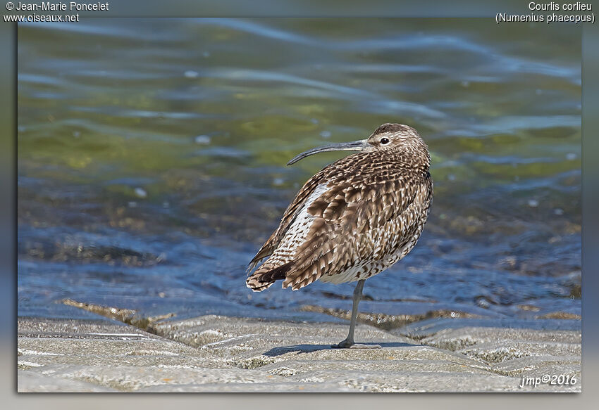 Whimbrel