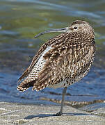 Eurasian Whimbrel