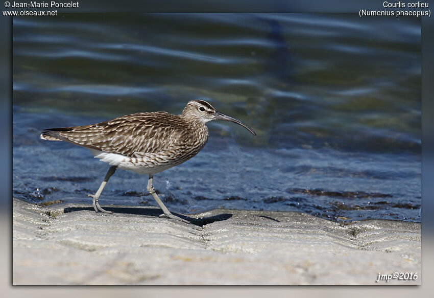 Whimbrel