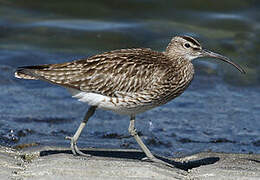 Eurasian Whimbrel