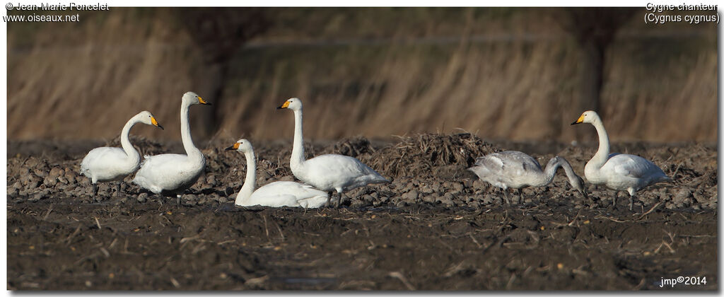 Whooper Swan