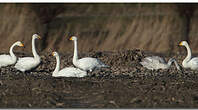 Cygne chanteur