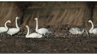 Whooper Swan