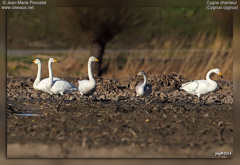 Cygne chanteur