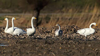 Whooper Swan