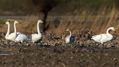 Cygne chanteur