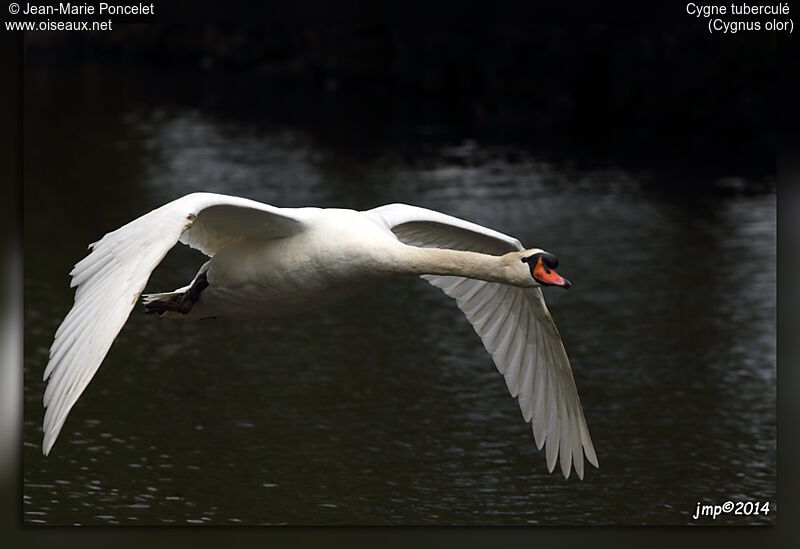 Cygne tuberculé