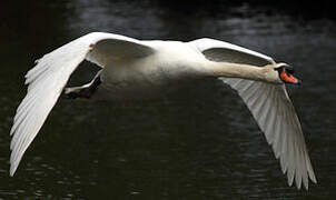 Cygne tuberculé