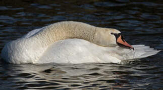 Mute Swan