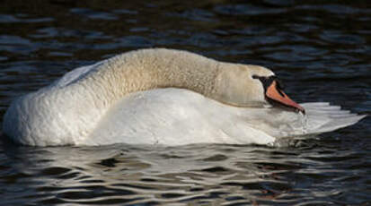 Cygne tuberculé