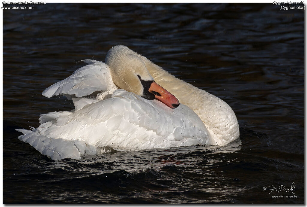 Mute Swan