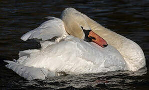 Cygne tuberculé