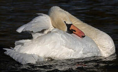 Cygne tuberculé