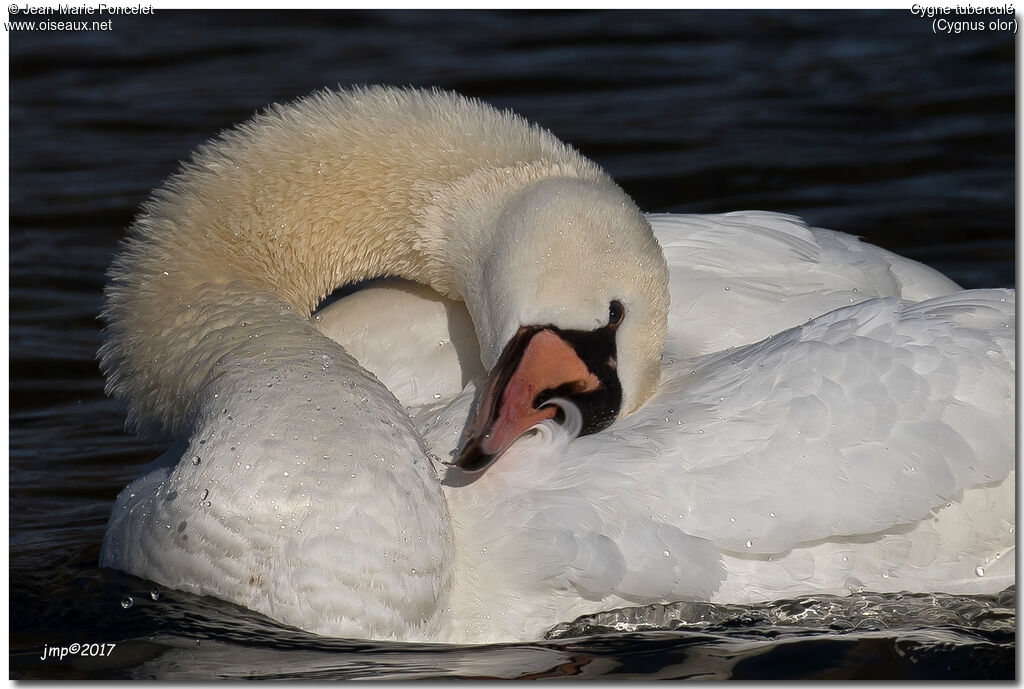 Cygne tuberculé