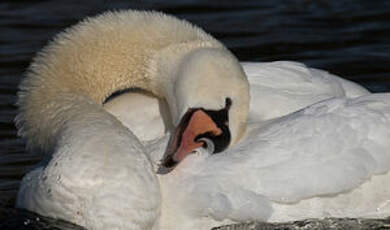 Cygne tuberculé