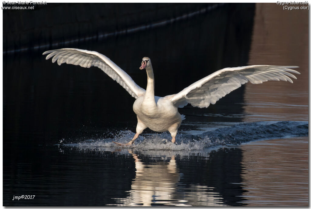 Cygne tuberculé